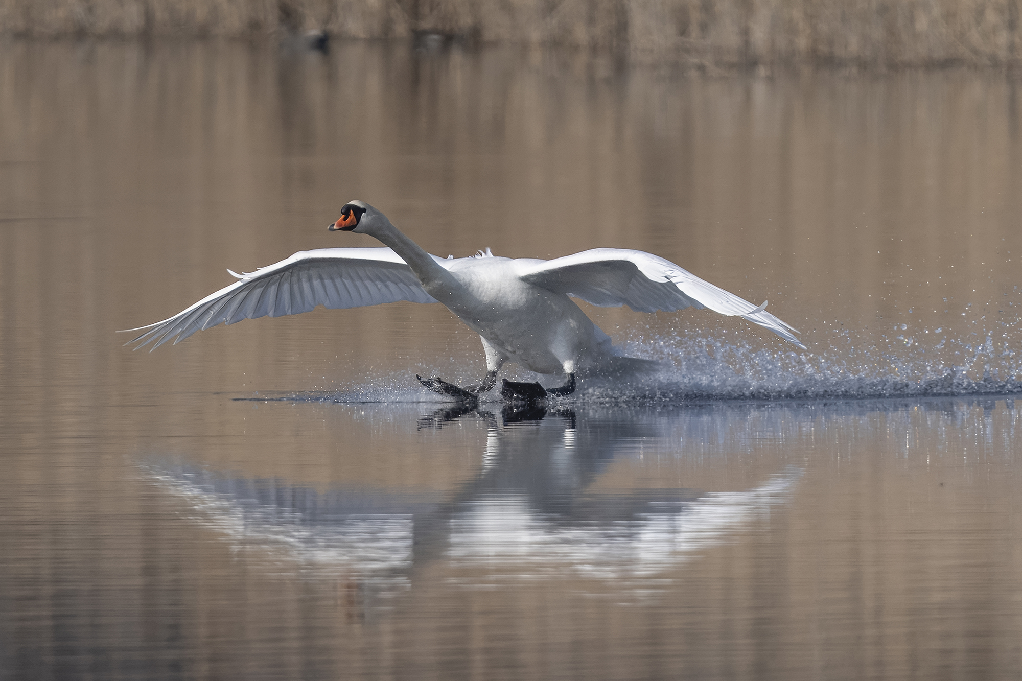 Höckerschwan