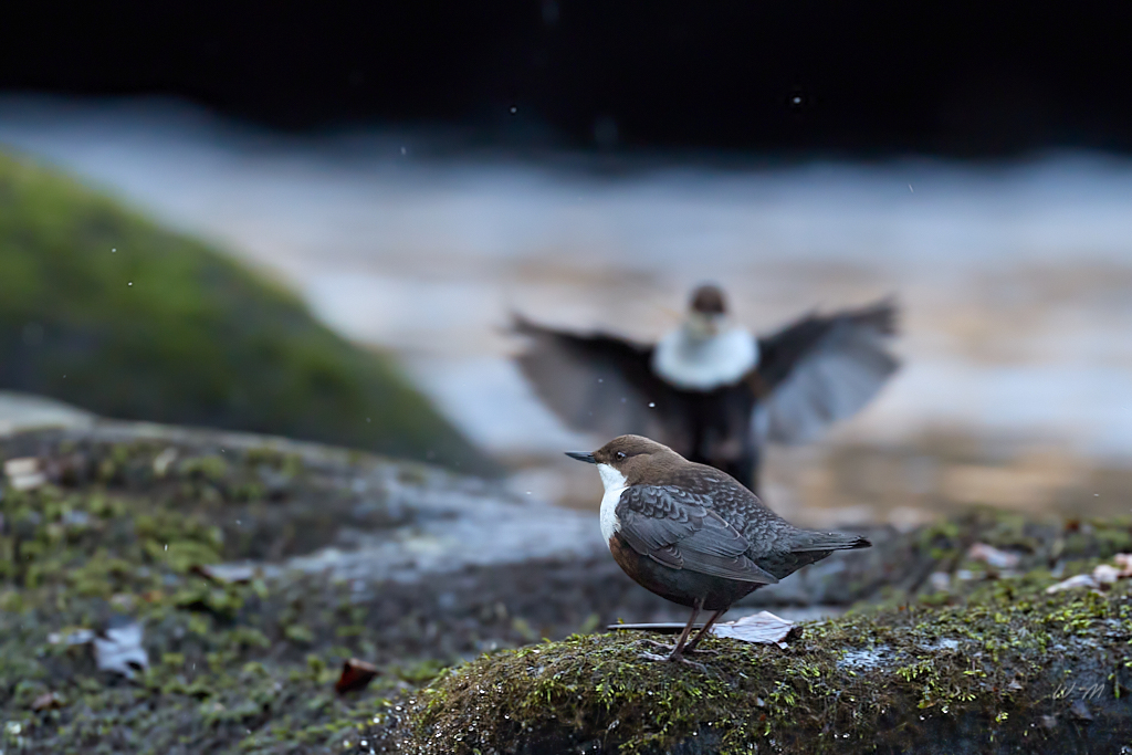 Wasseramsel