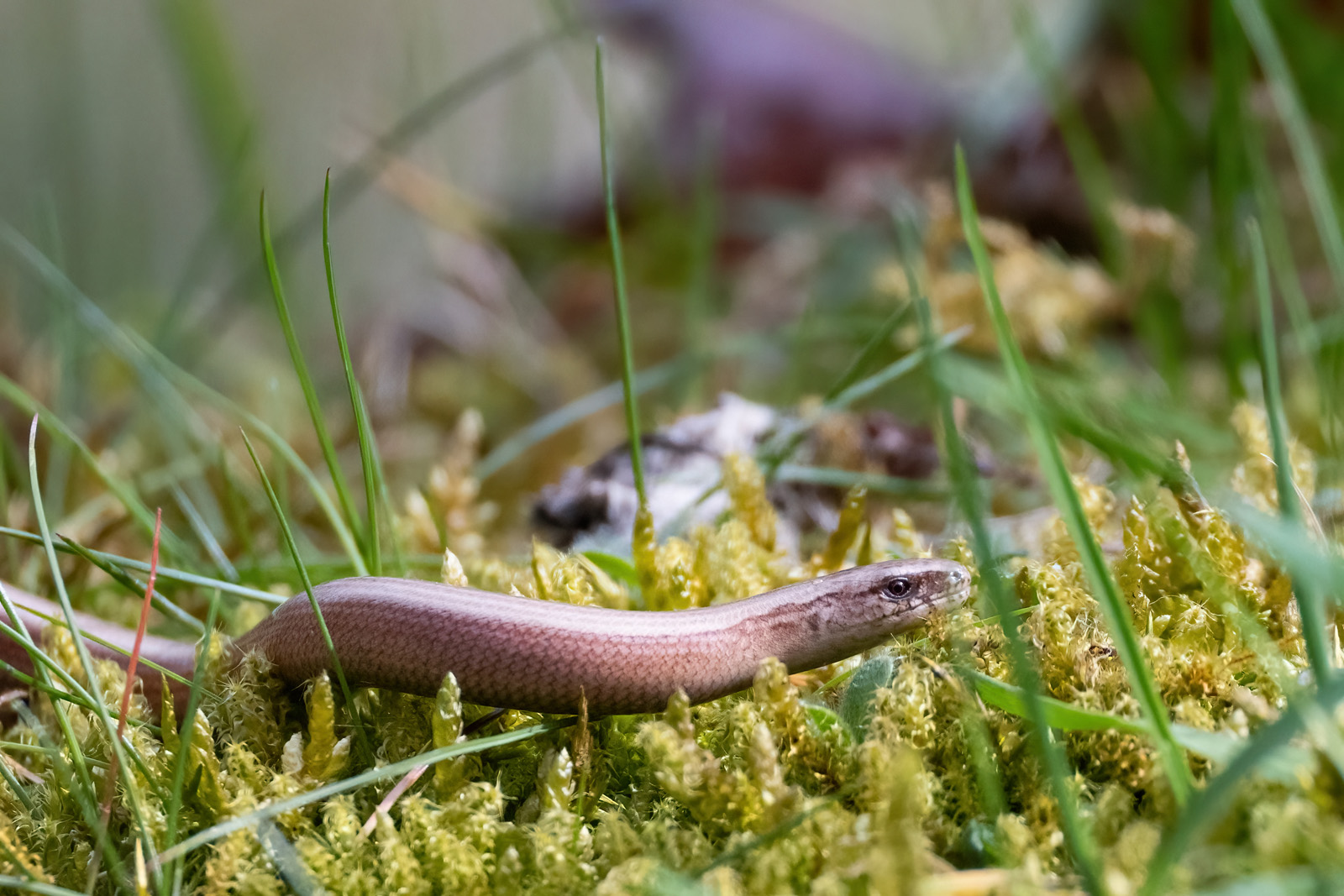 Blindschleiche im Moos