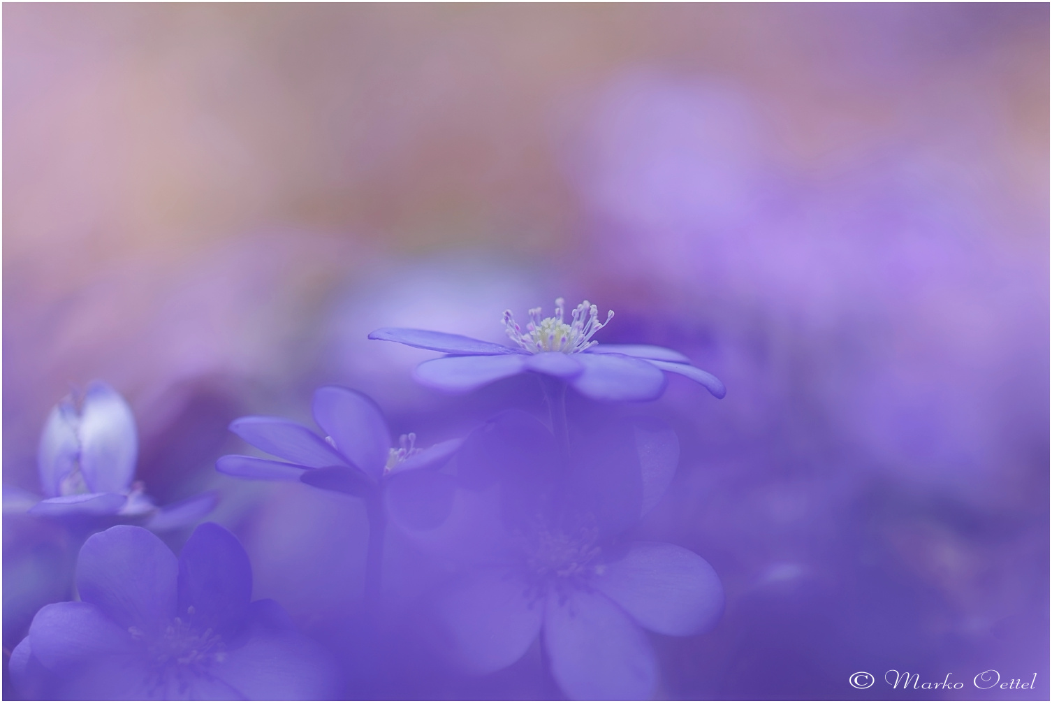 Leberblümchen (Hepatica nobilis)