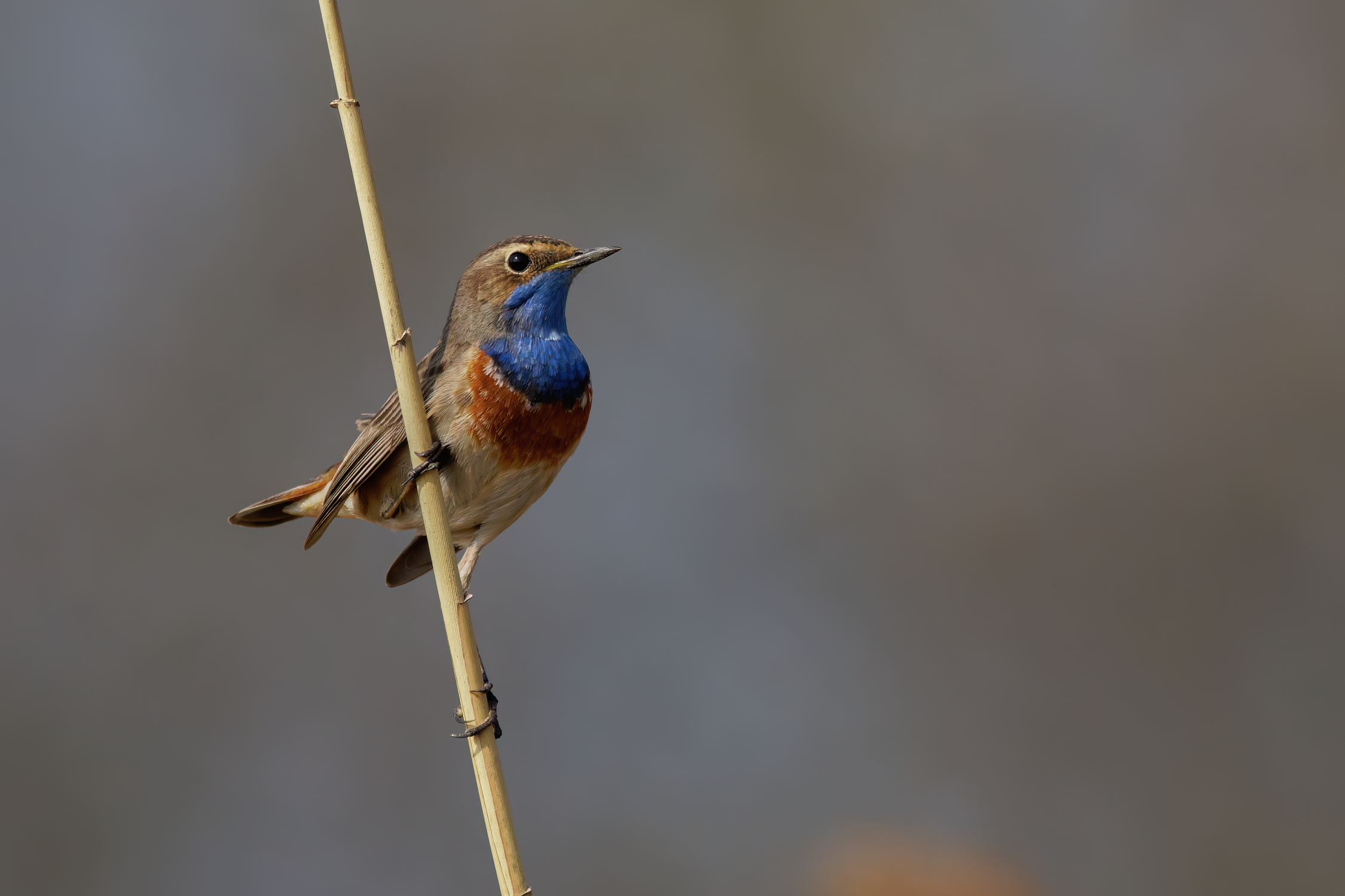 Blaukehlchen