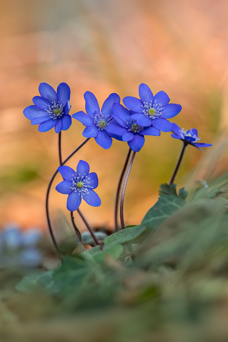 Leberblümchen-Gruppe ...