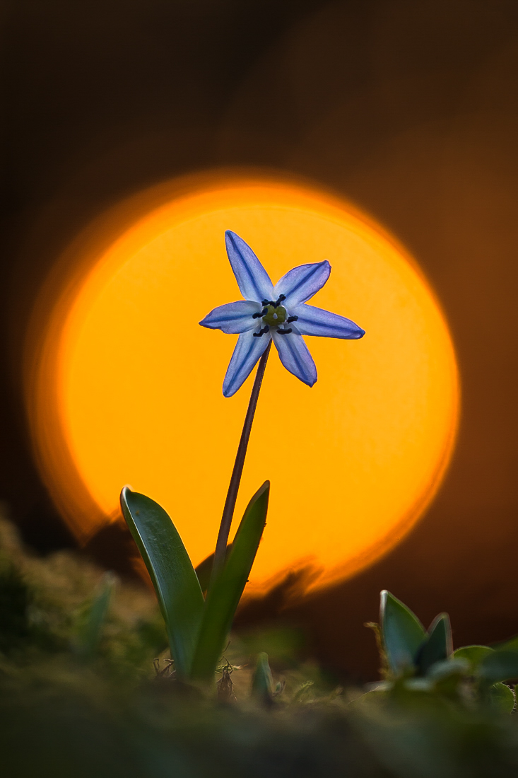 Ein Blaustern