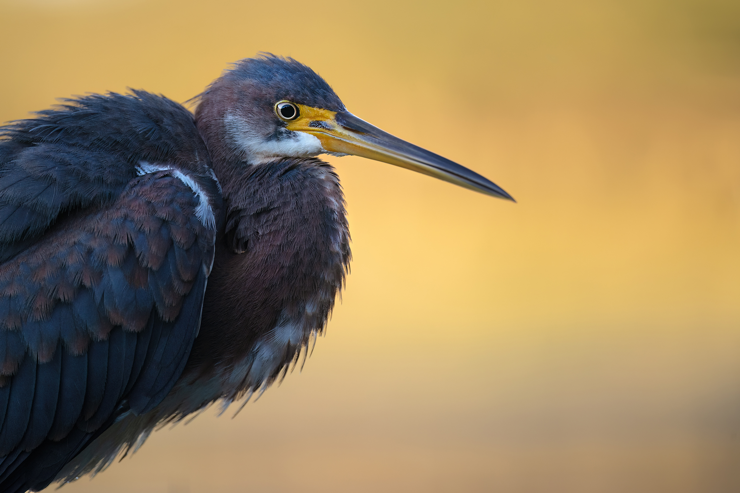 Dreifarbenreiher (Tricolored heron)