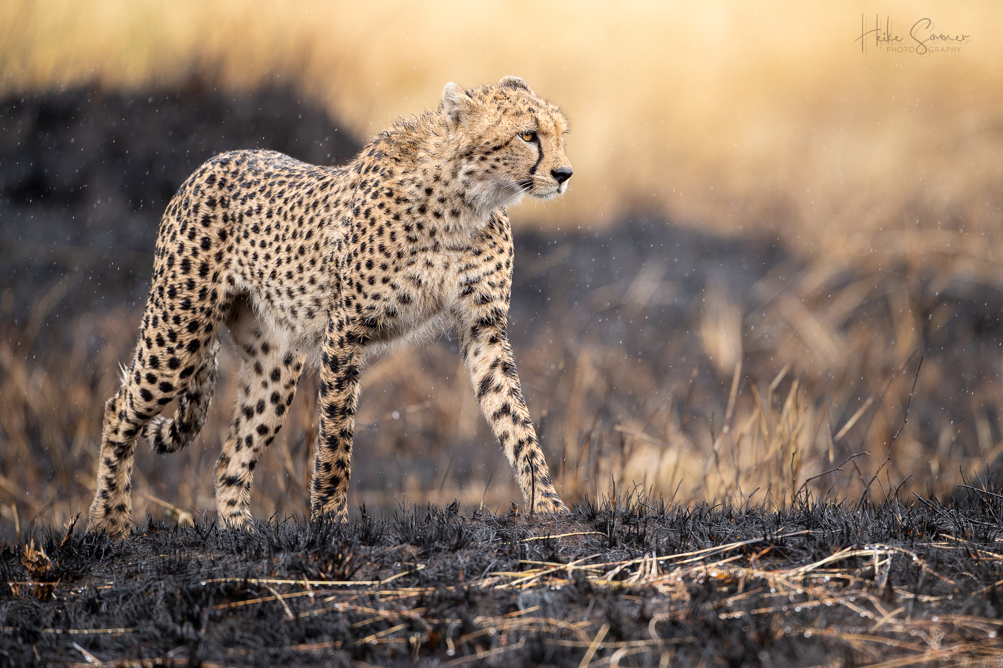 Savannengold und schwarz