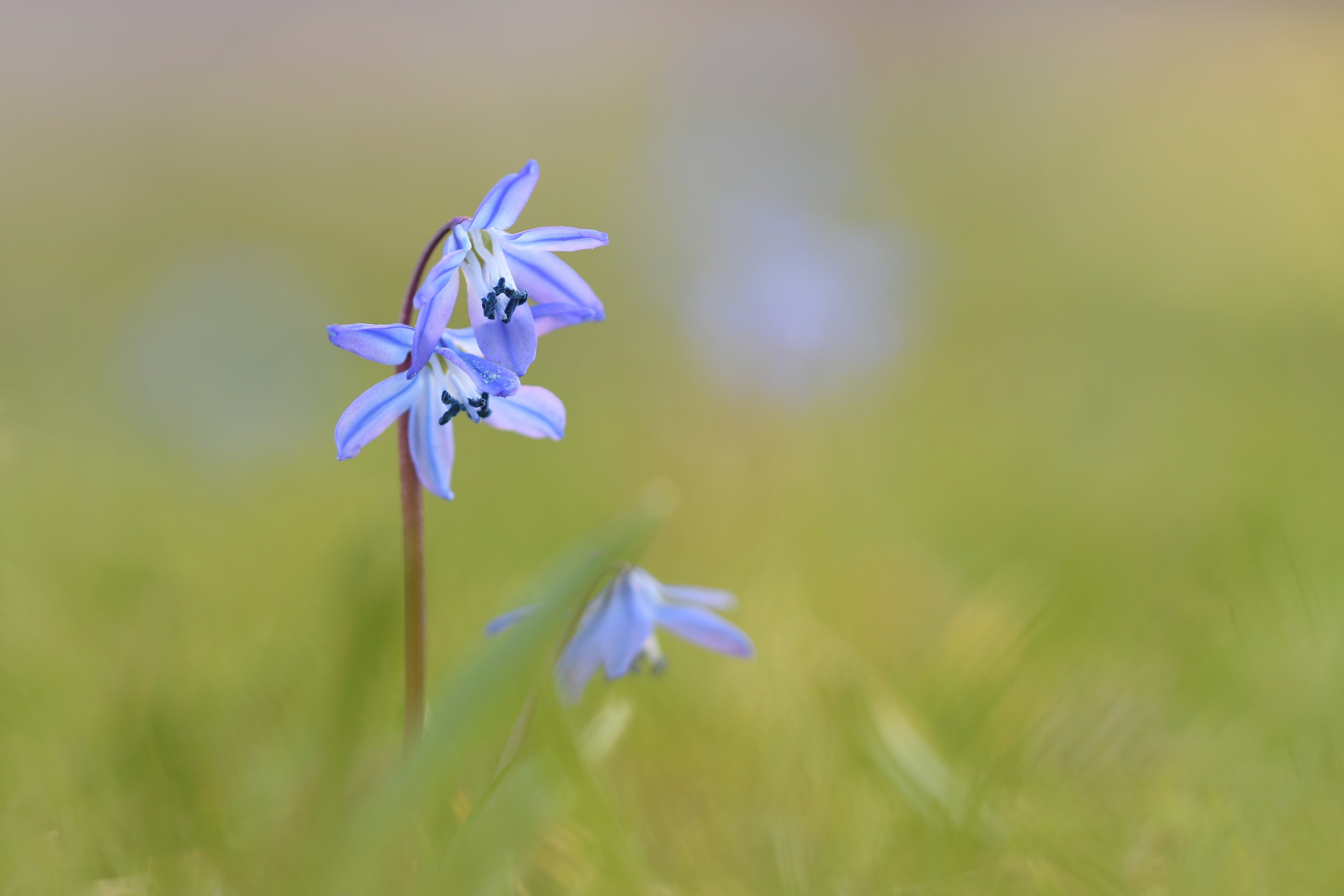 Blaustern