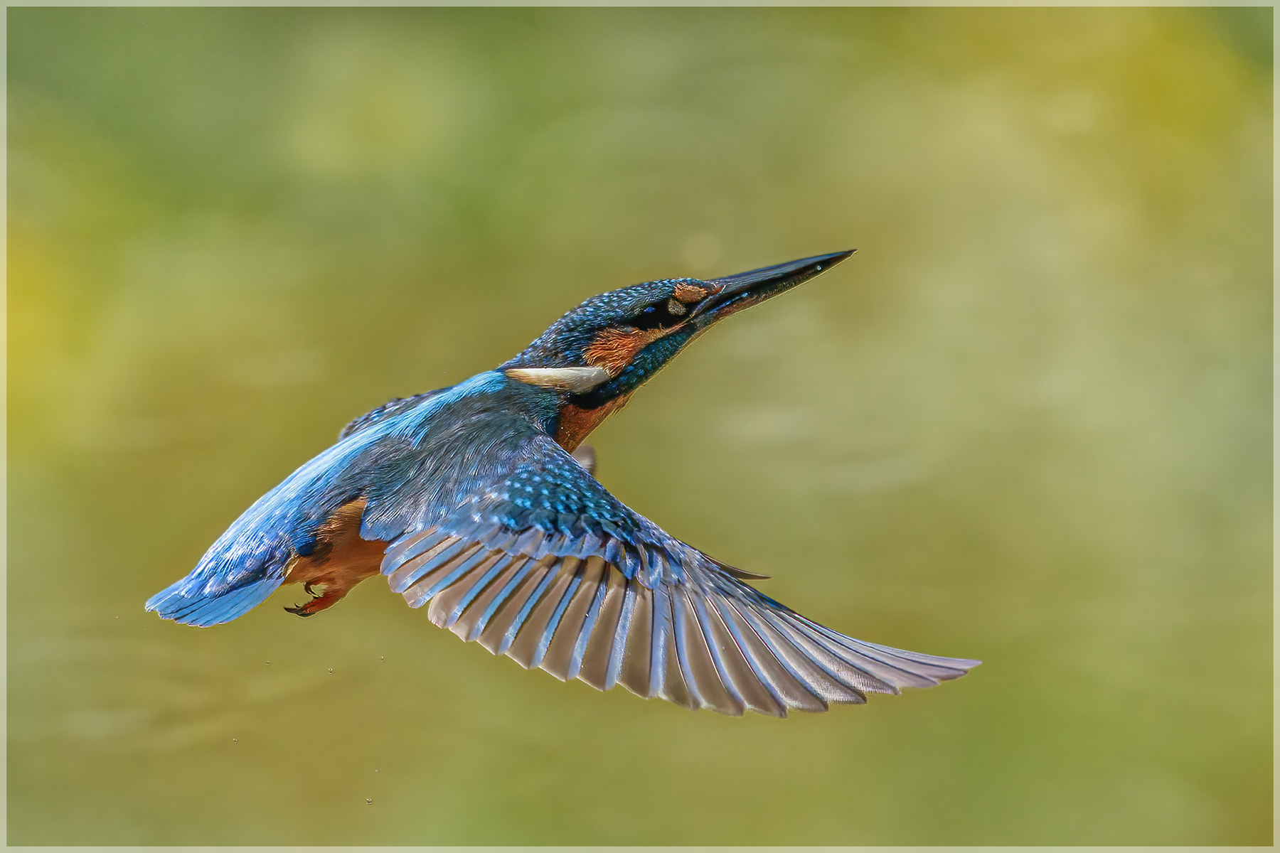 Eisvogel