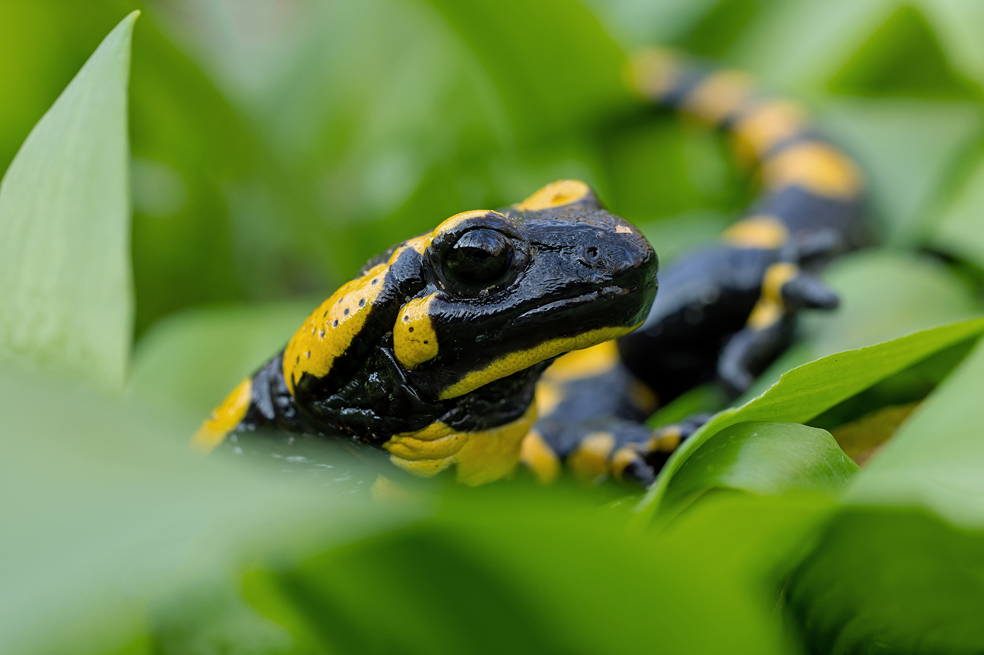 Feuersalamander