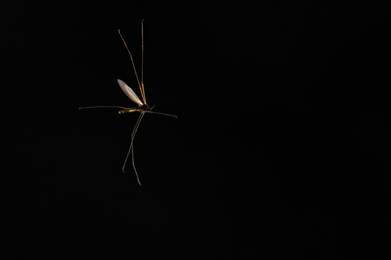 Fliegende Mücke