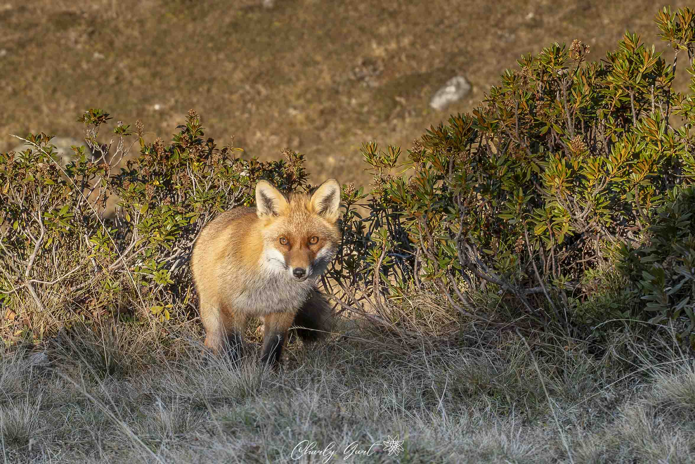 Auge in Auge mit dem Bergfuchs