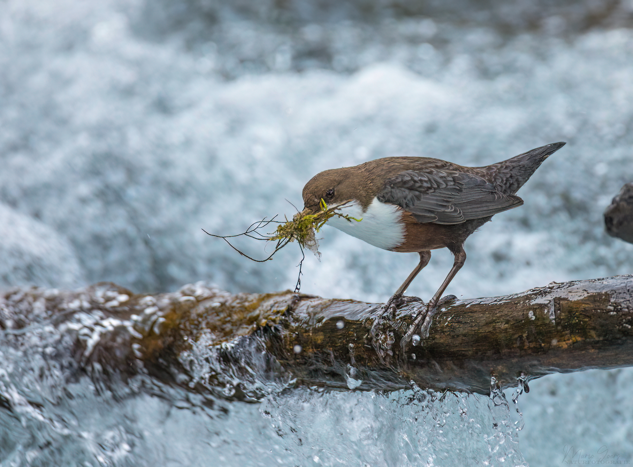 Wasseramsel beim Nestbau