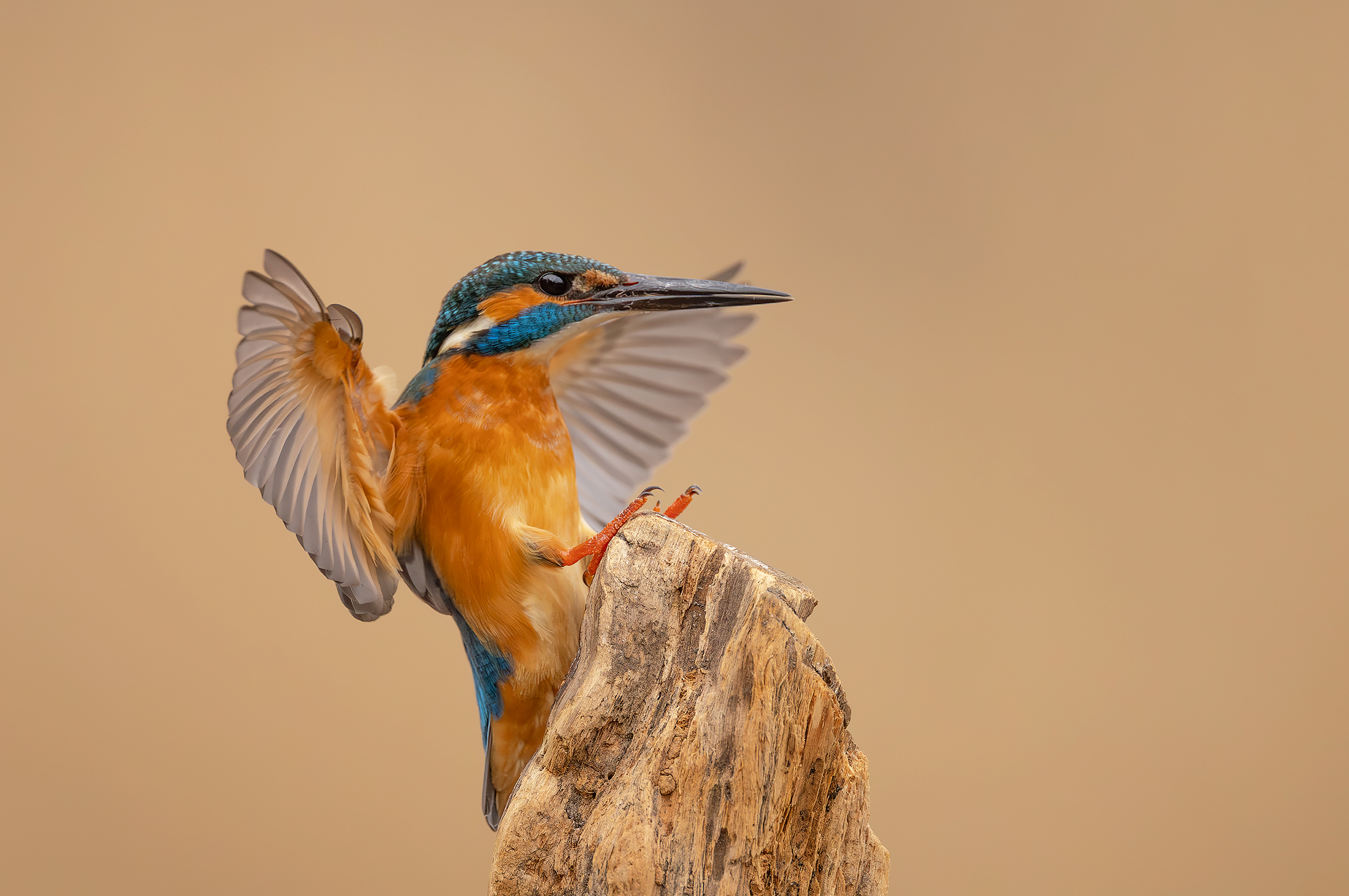 Eisvogel