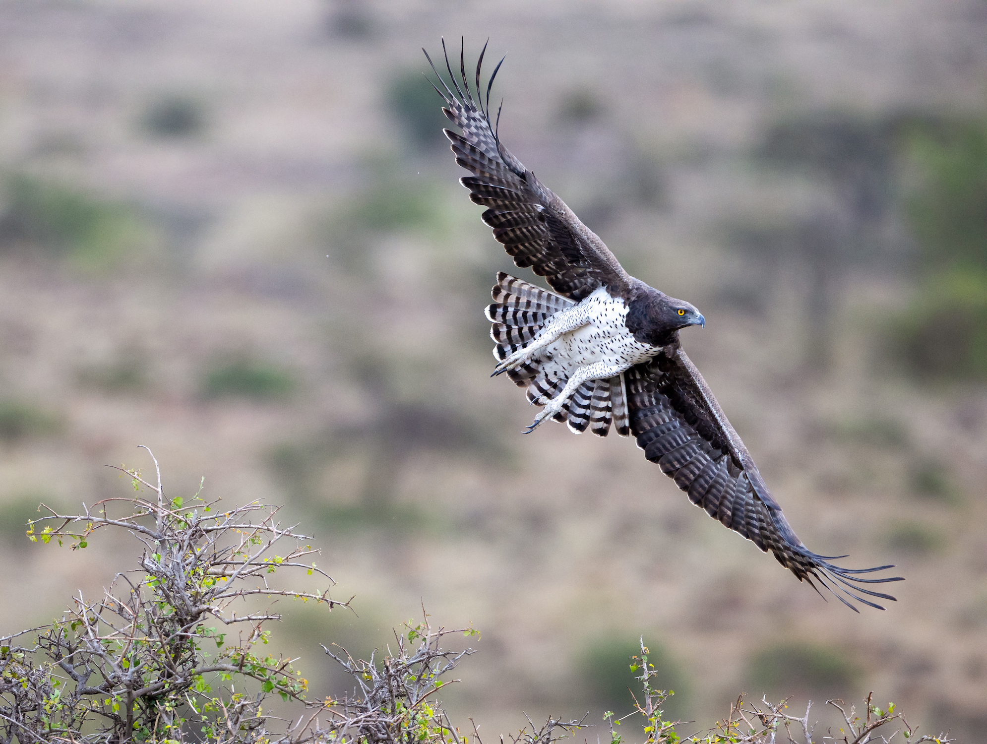Kampfadler , Martial Eagle