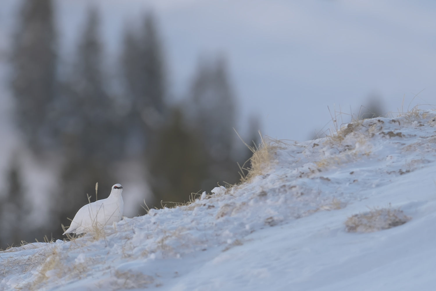 Schneehuhn