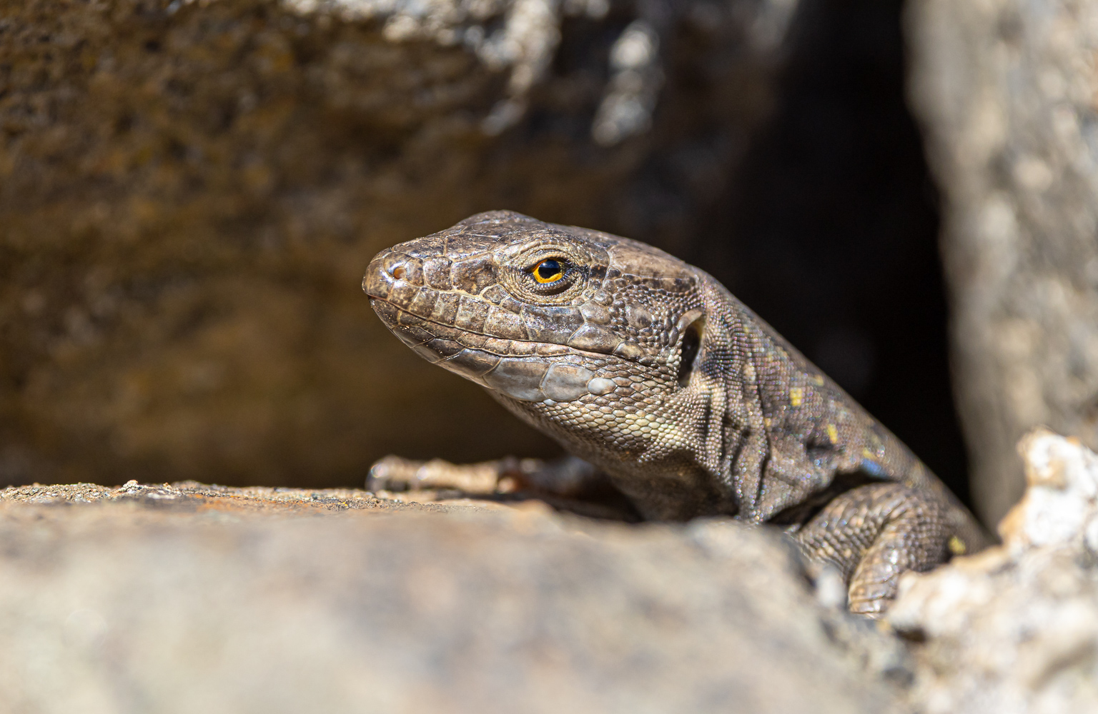 Close - up