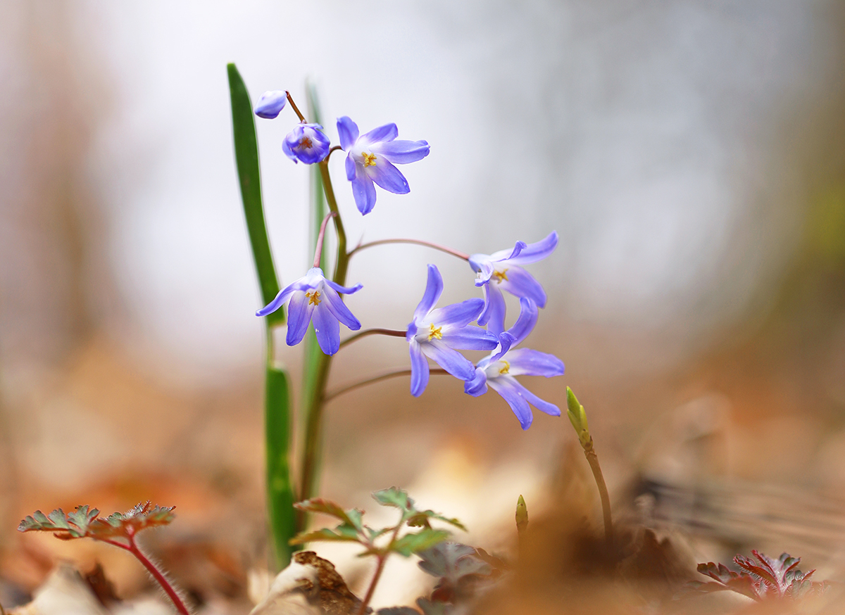 Sternhyazinthe