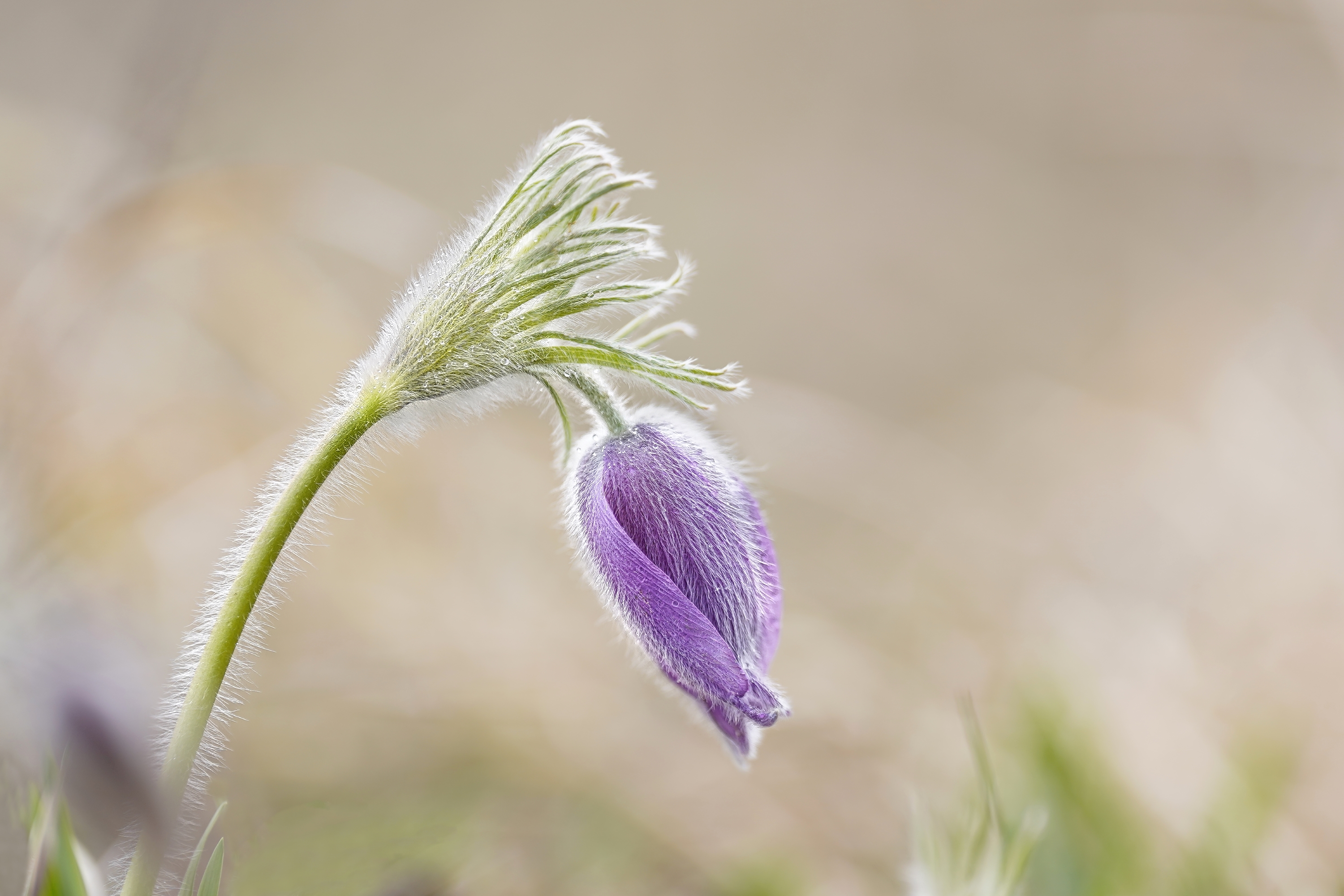 Kuechenschelle