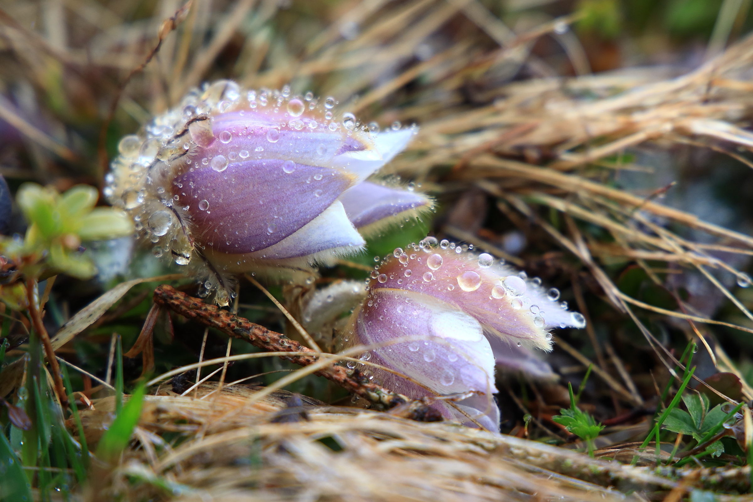 Frühlings-Anemone