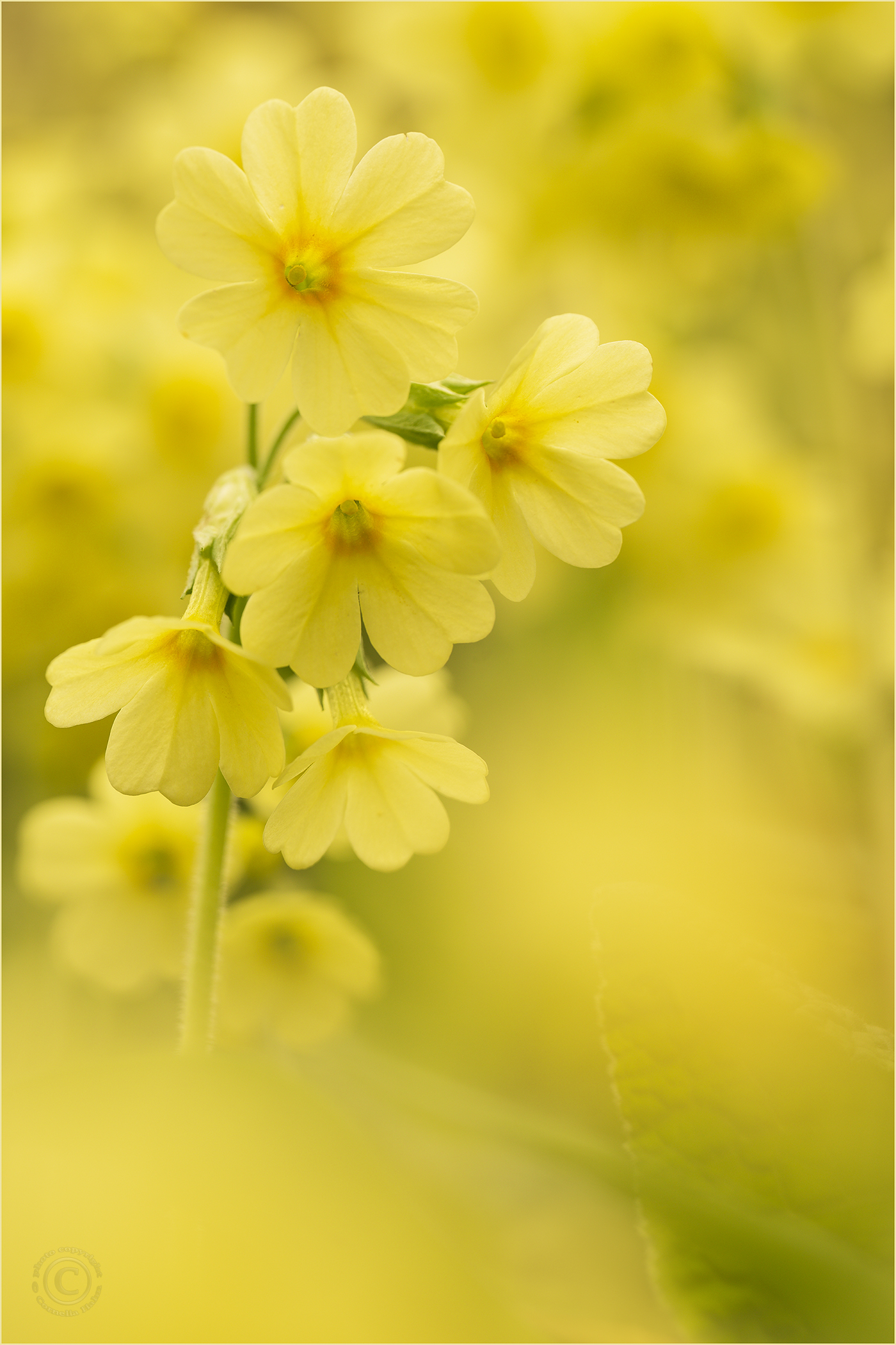 Gelb in gelbem Blumenmeer