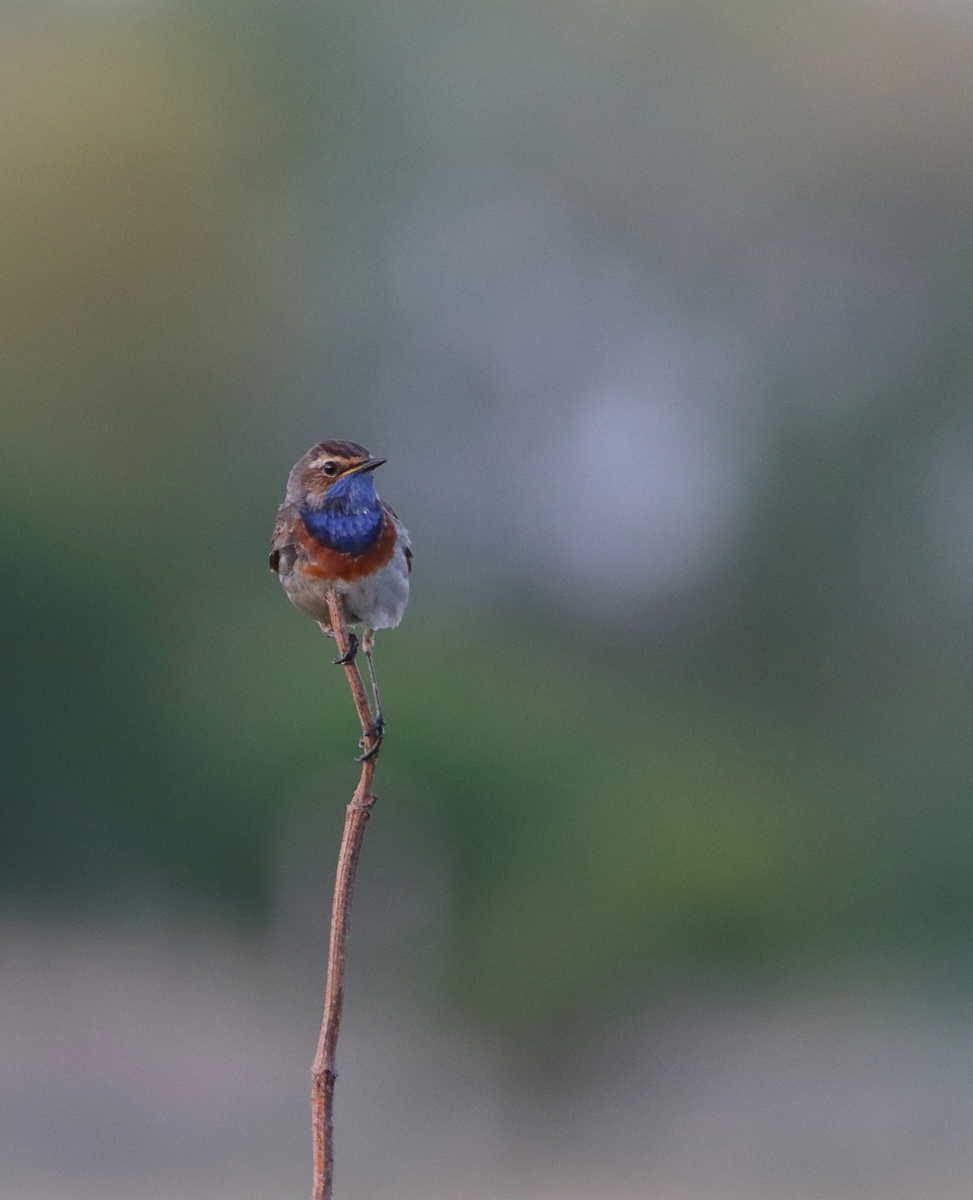Die Blaukehlchen