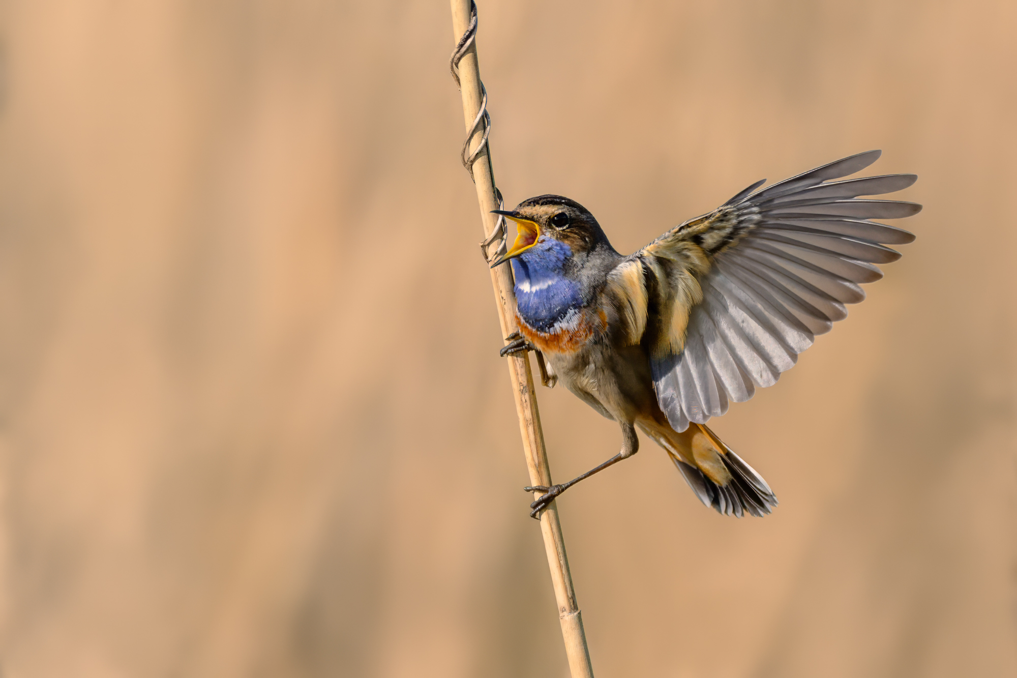Blaukelchen