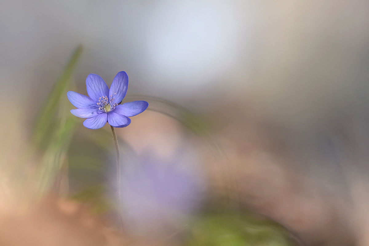 Bei den Leberblümchen