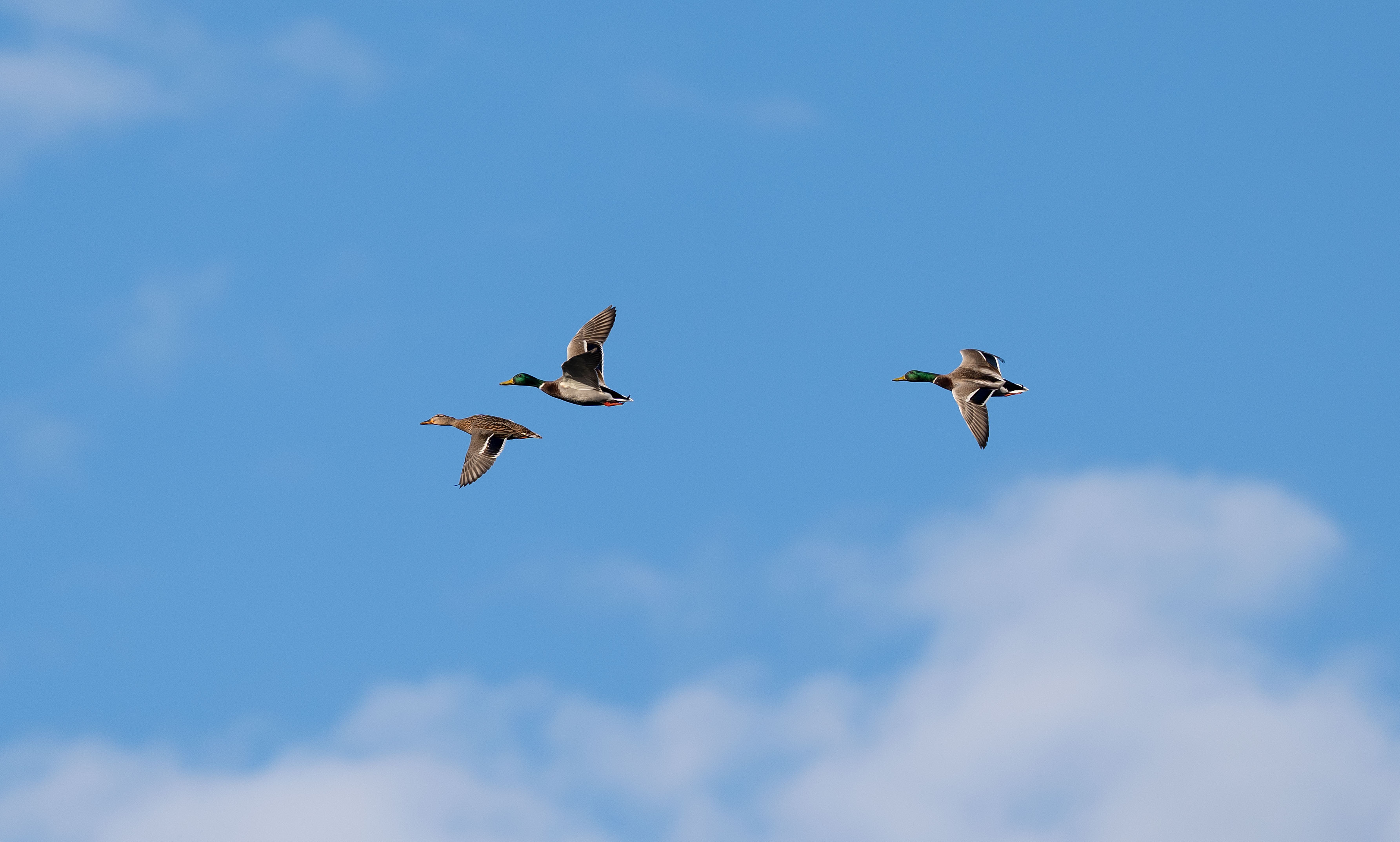 Schnelle Flieger