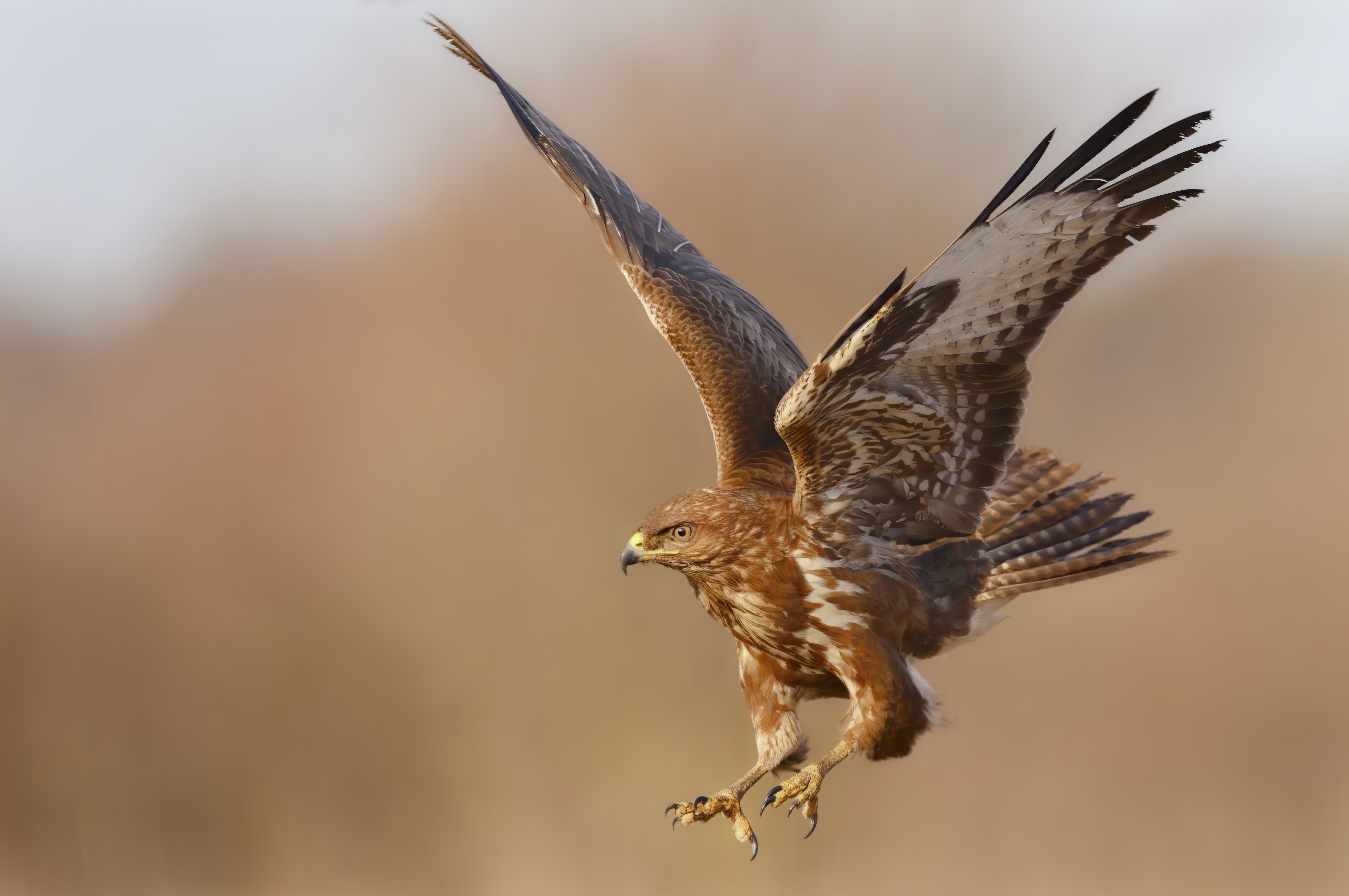 Mäusebussard Anflug