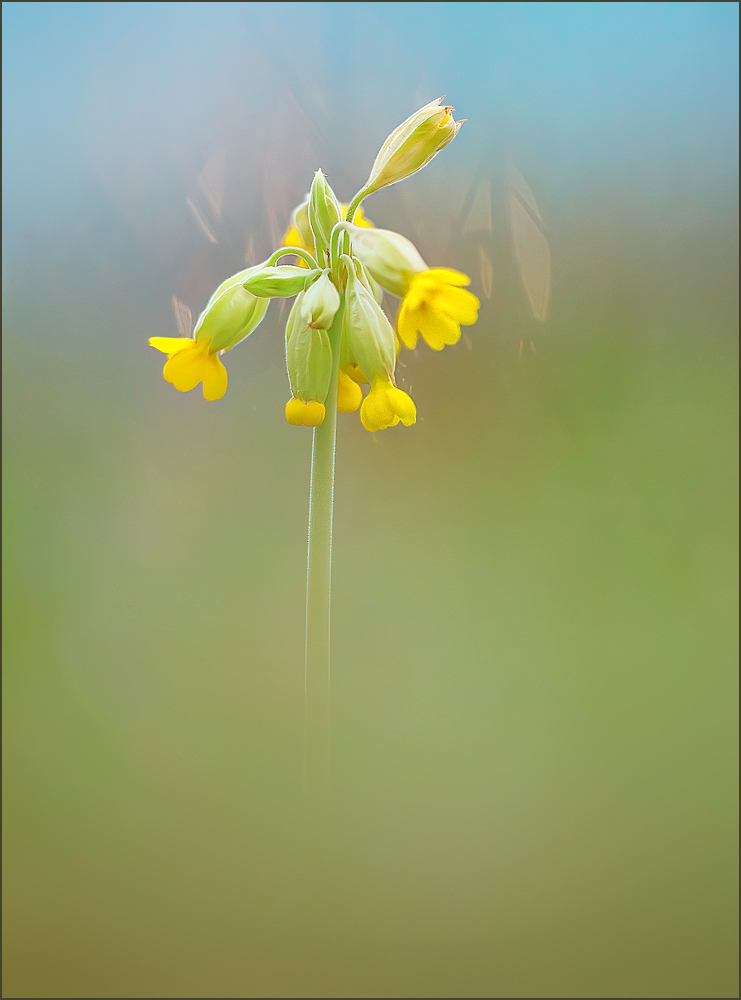 *Echte Schlüsselblume*