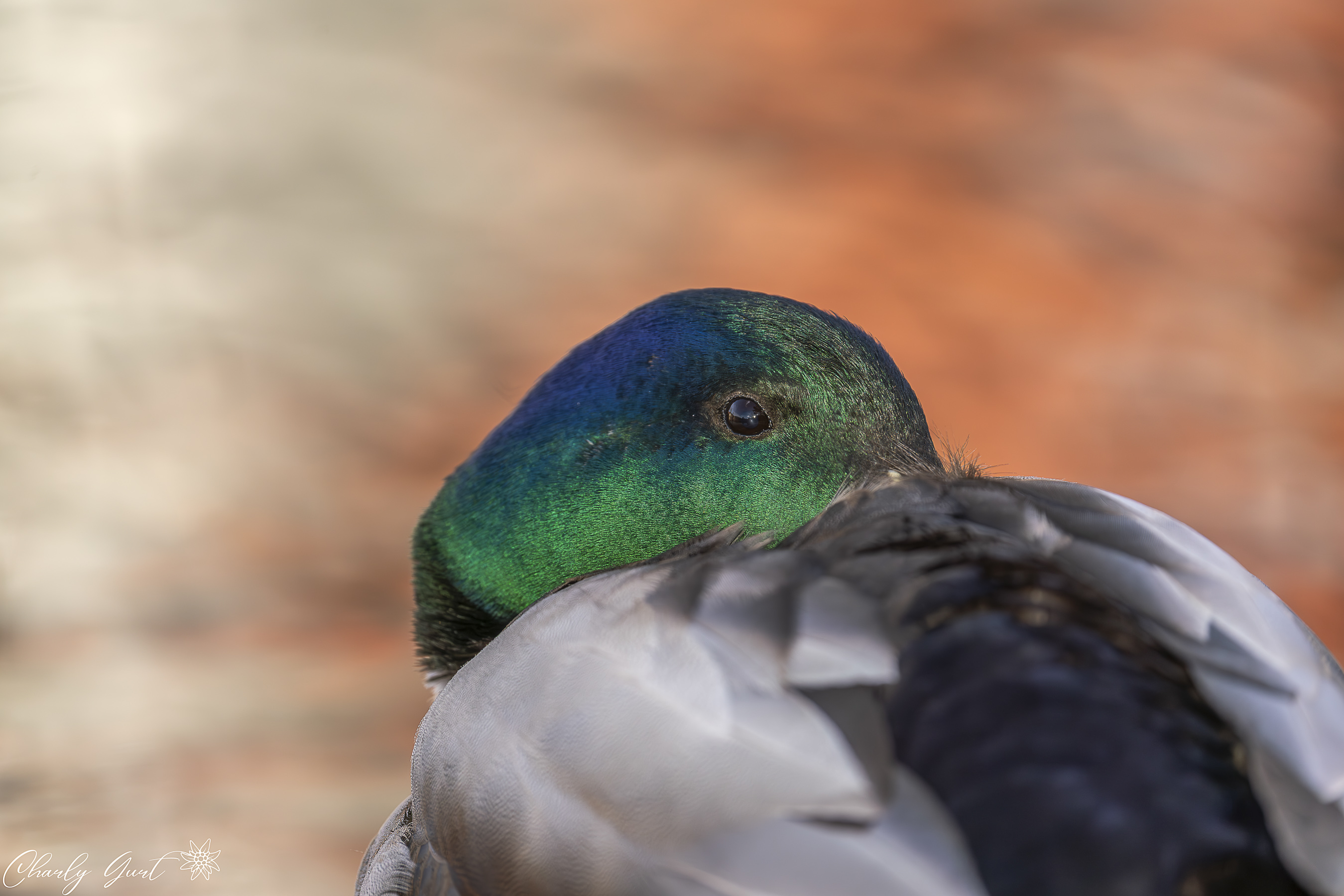 Stockente