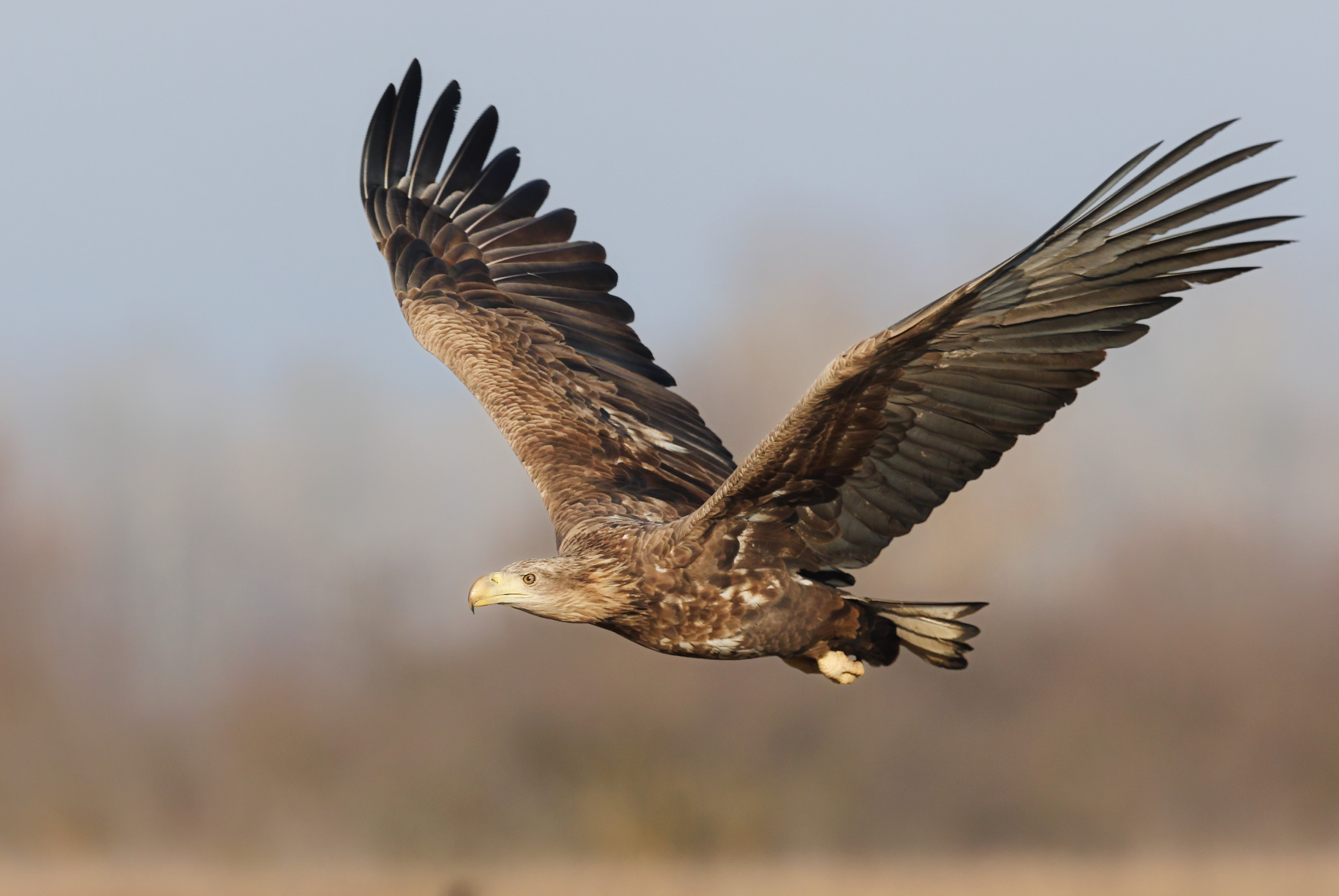 junger Seeadler