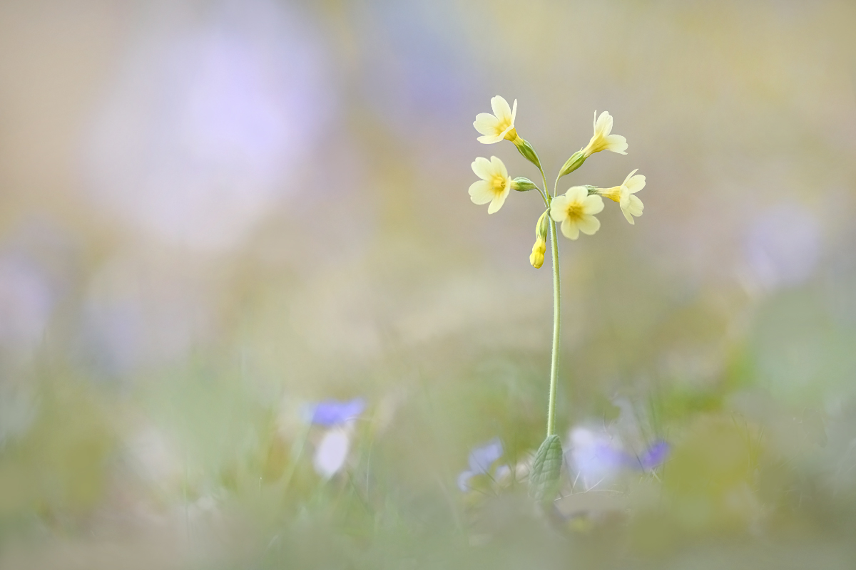 Frühling