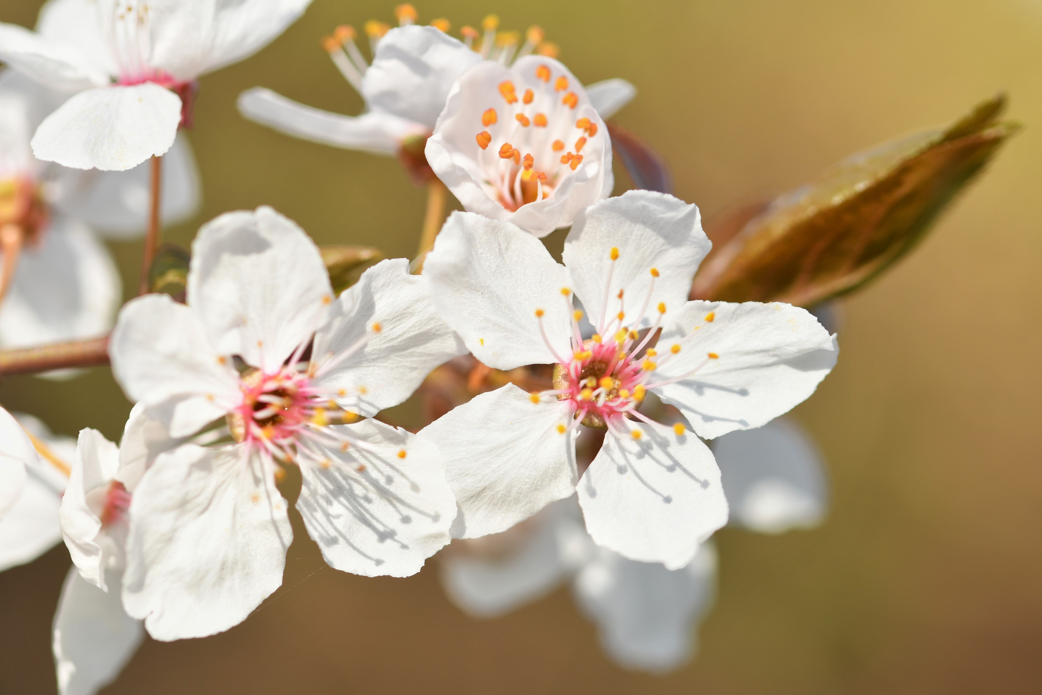 Frühling