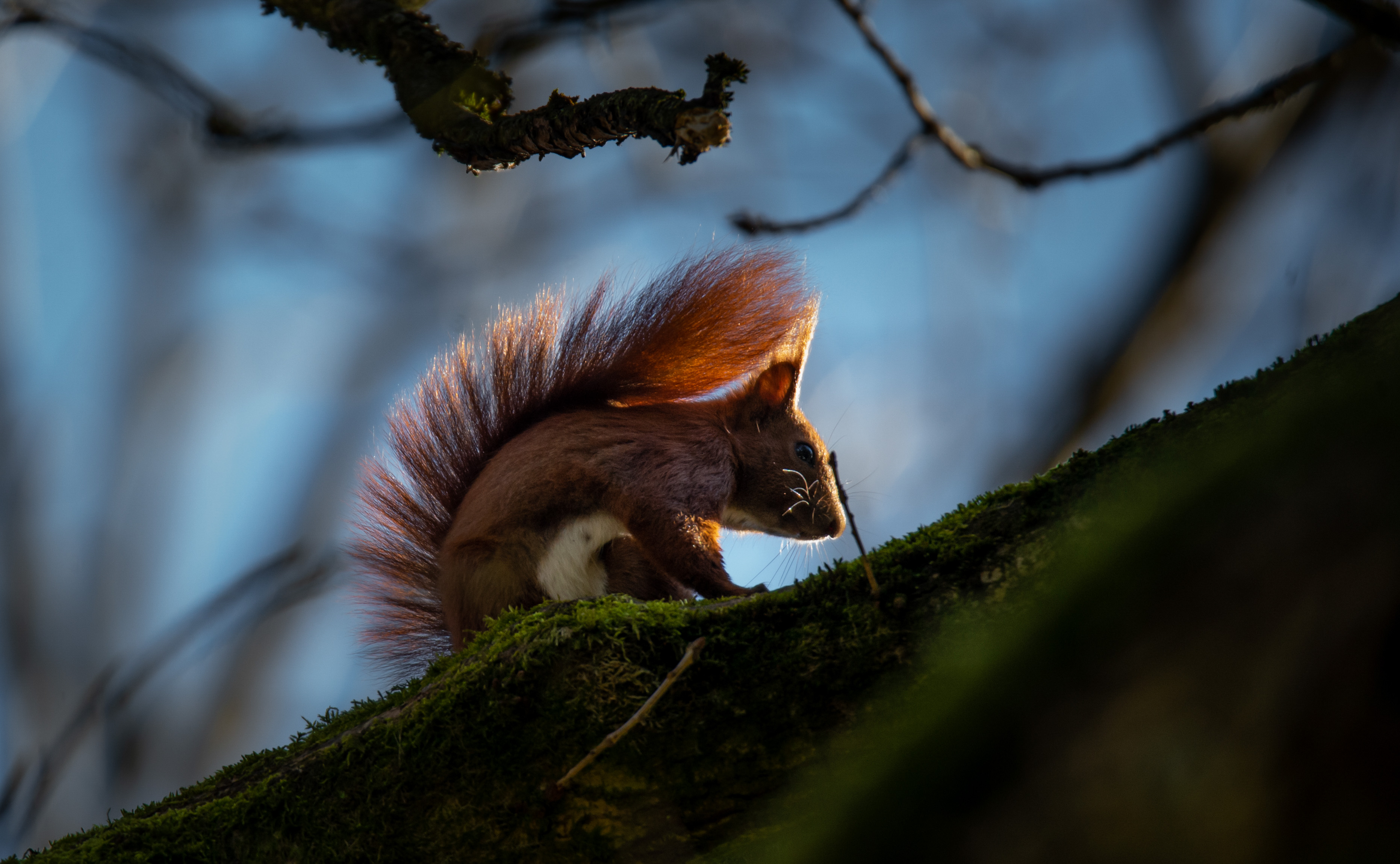 Eichhörnchen im Morgenlicht