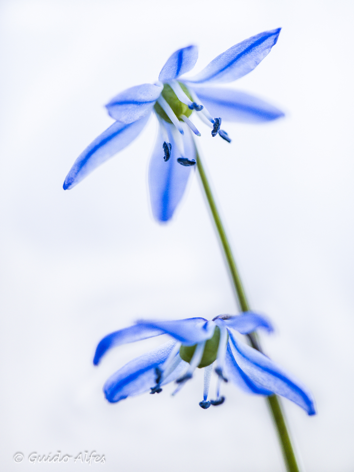 Blue Star