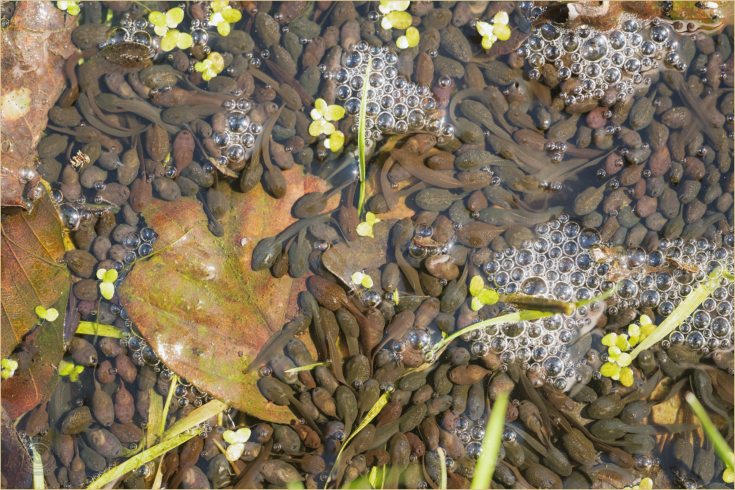 Wimmelbild