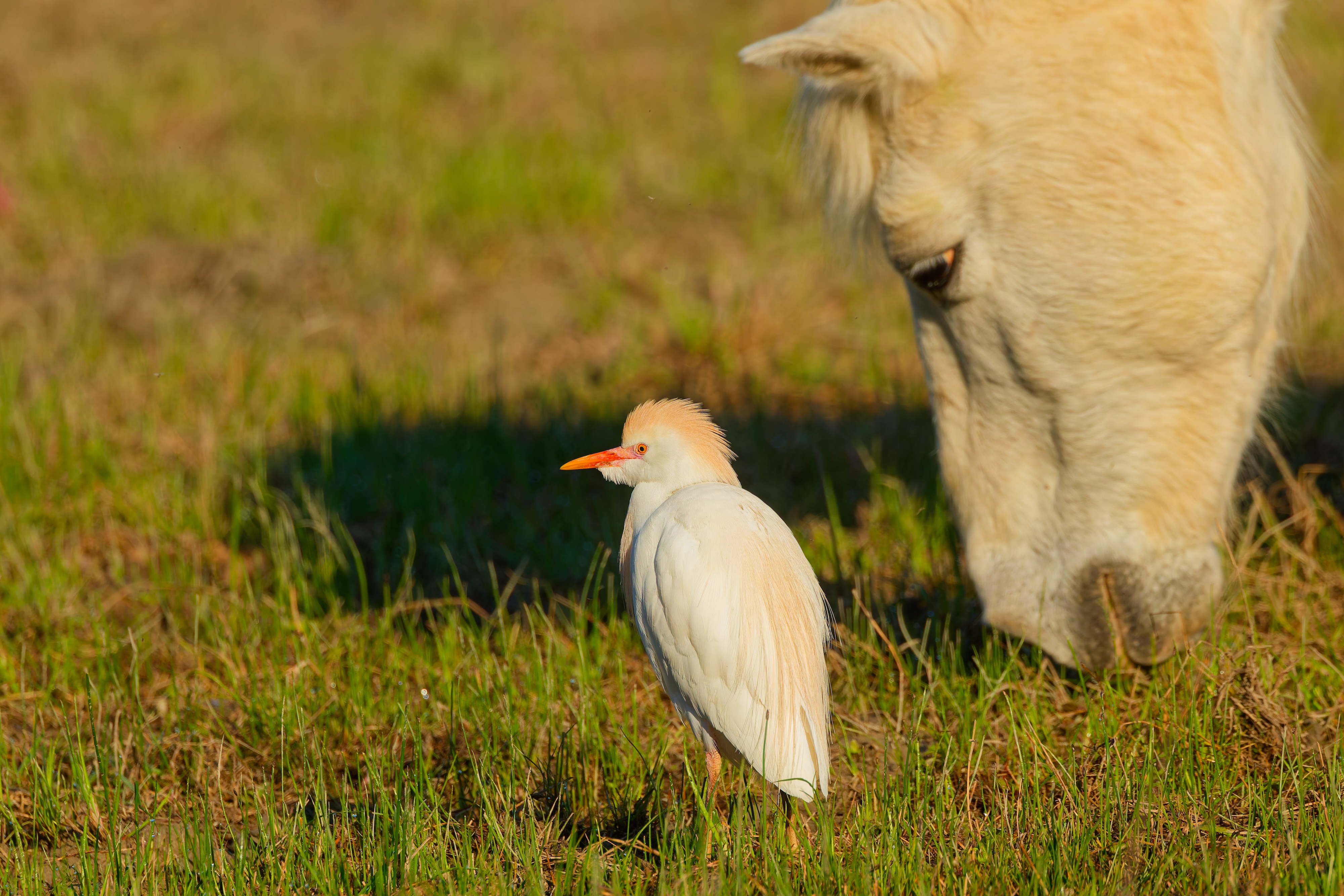 Kuhreiher und Pferd