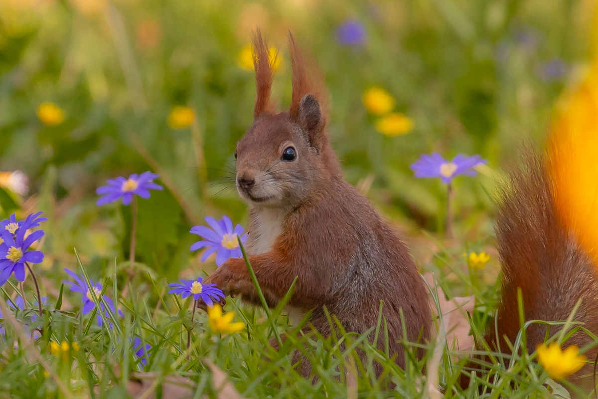 Eichhörnchen