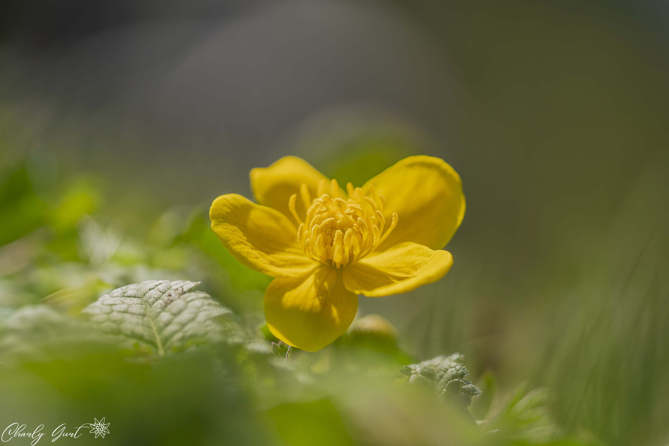 Sumpfdotterblume
