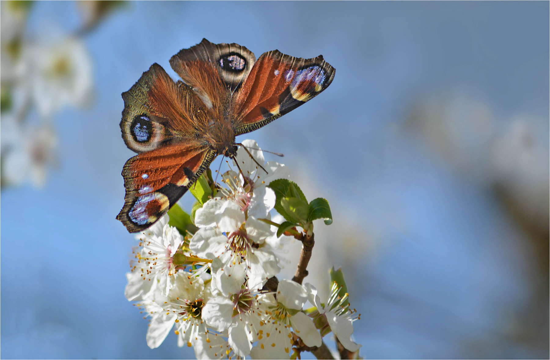 ... bringt Farbe in den Frühling
