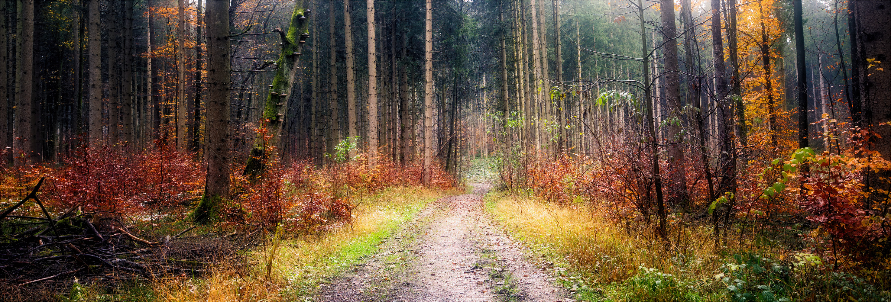 Im Perlacher Forst