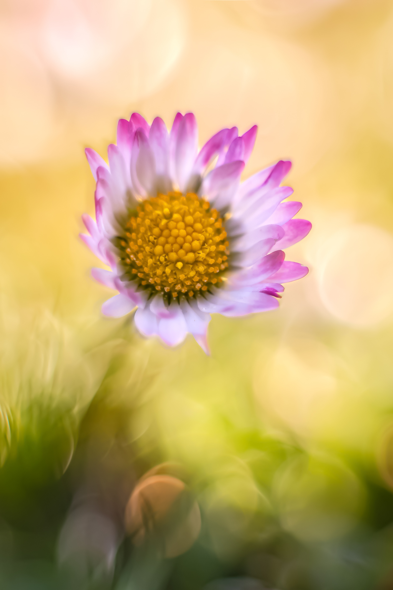 Nur ein kleines Gänseblümchen (Altglas)