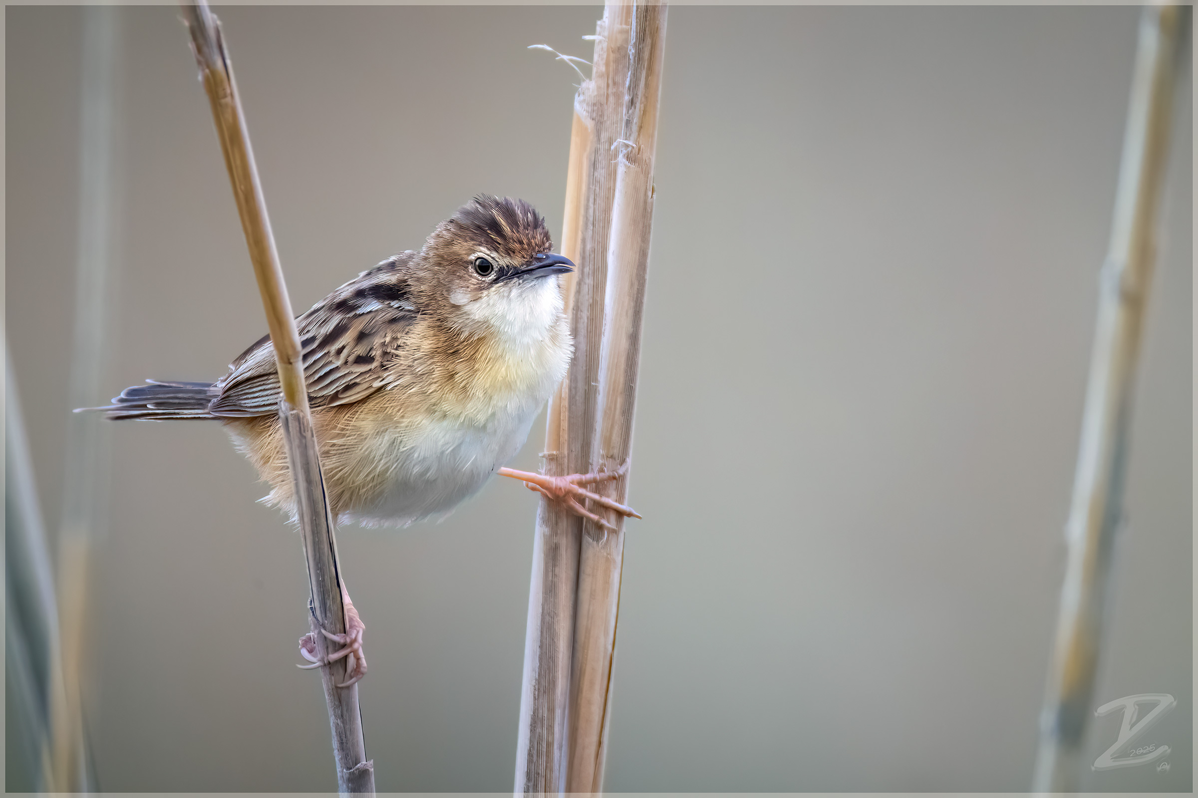 Zistensänger (Zitting cisticola)