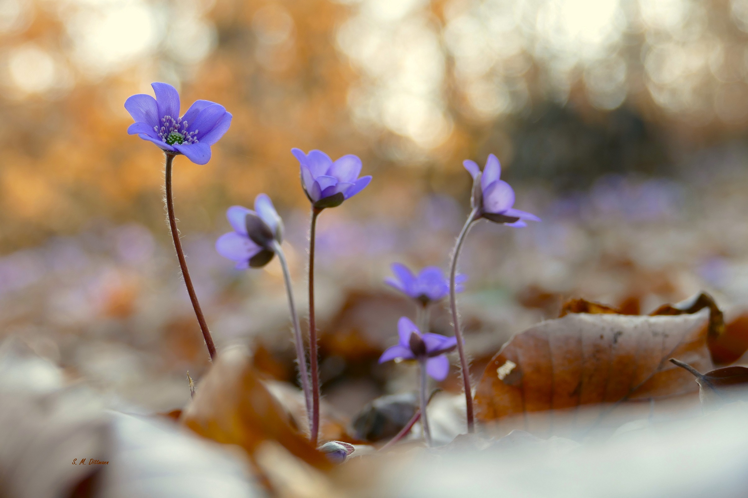 Blaue Blümchen