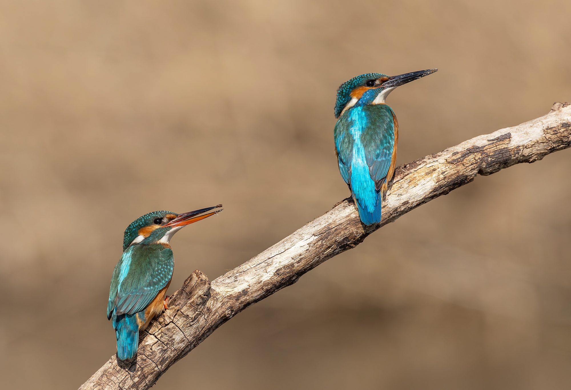 Eisvogel Pärchen
