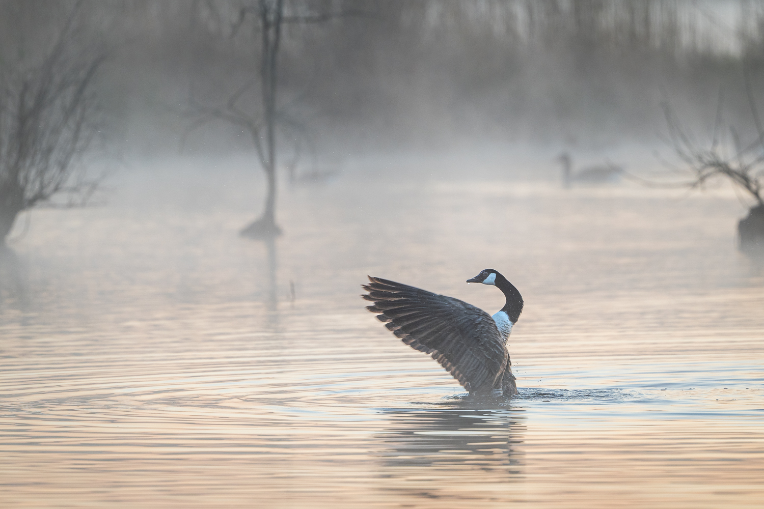 Morgenstimmung