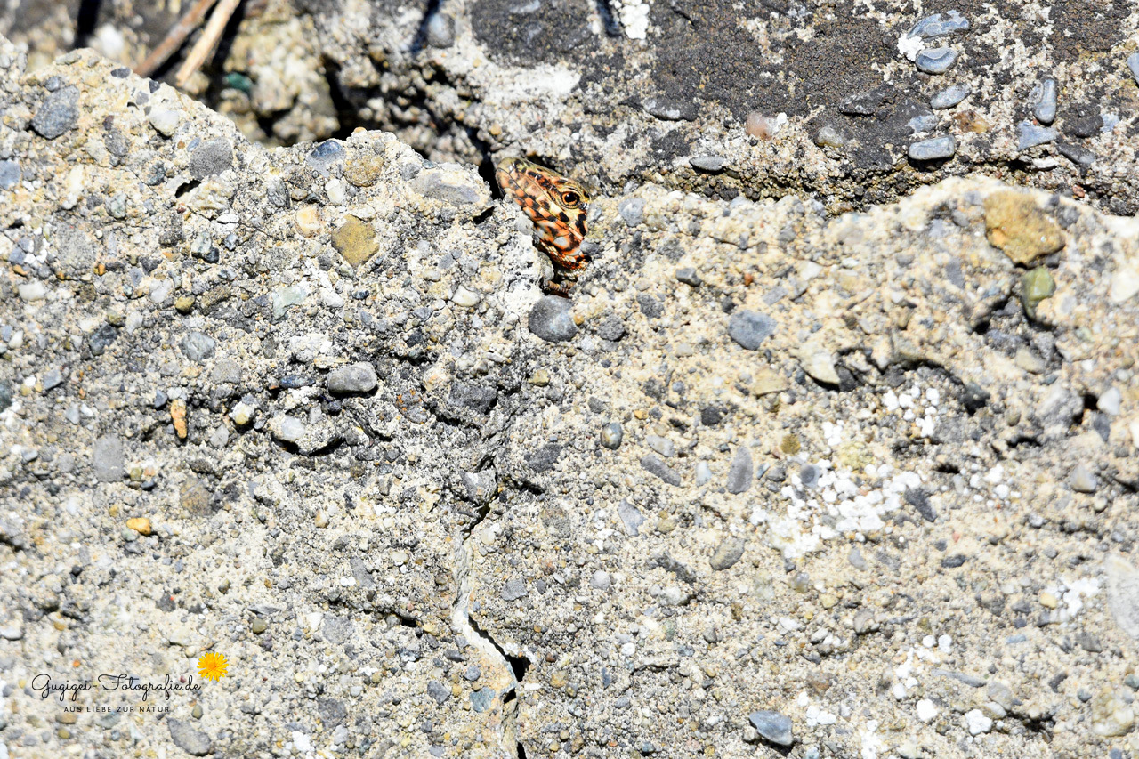 Suchbild ...