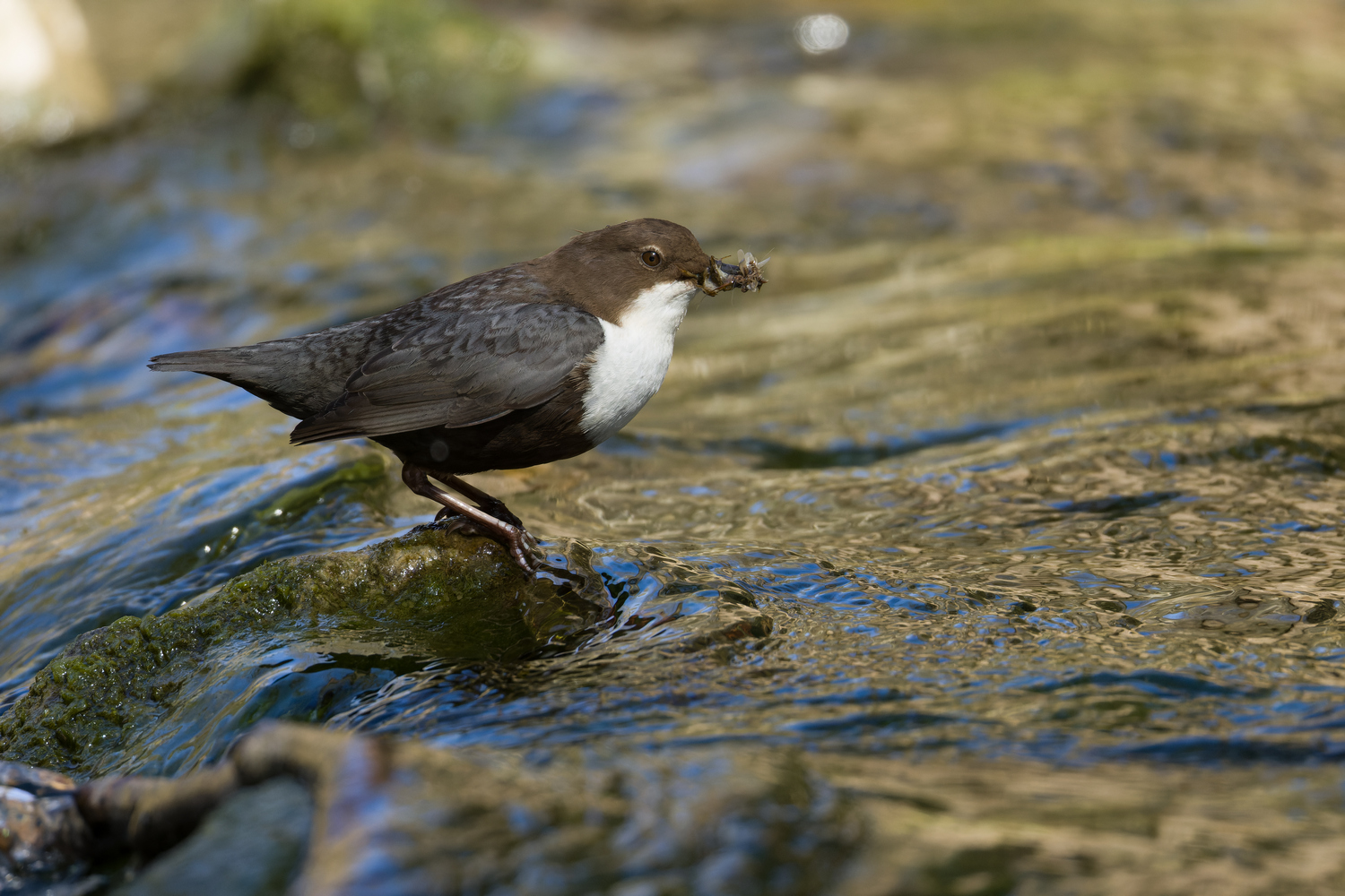 Wasseramsel