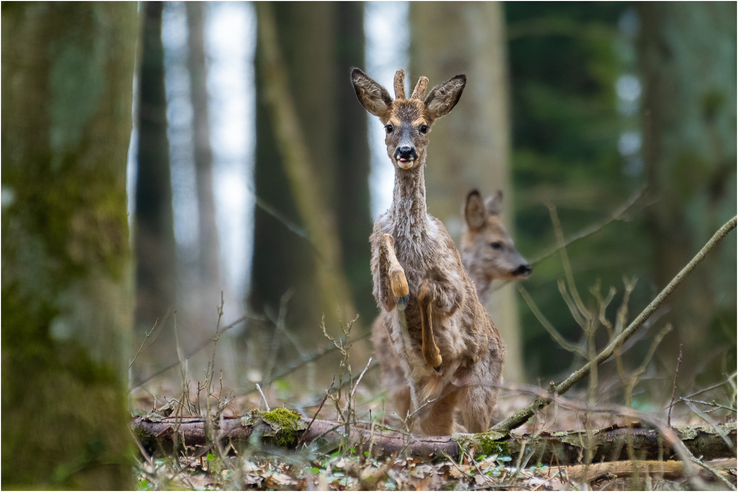 Springbock
