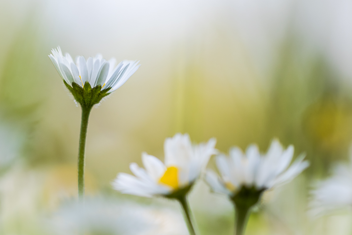 Gänseblümchen